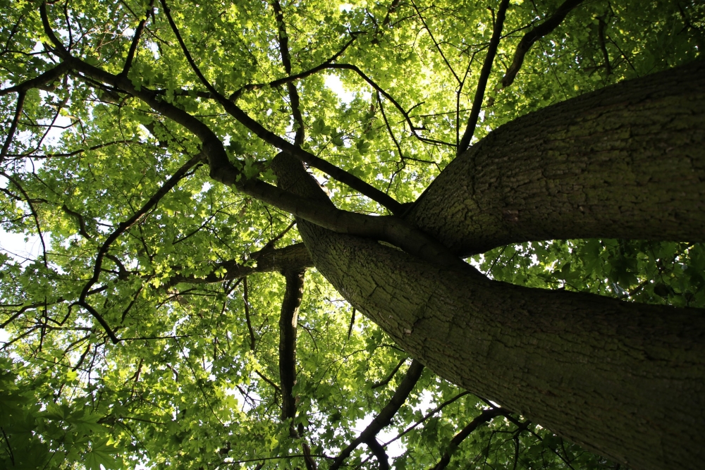  Hluboký park je opět bezpečný