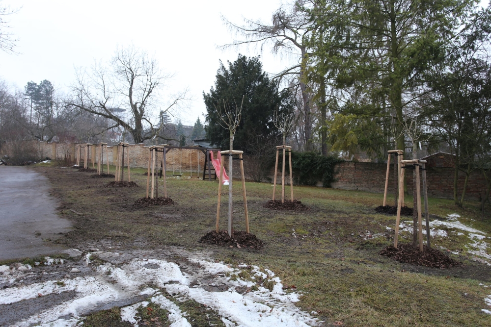 Environmentální výzva podpořila náhradní výsadbu u&nbsp;MŠ Písnička