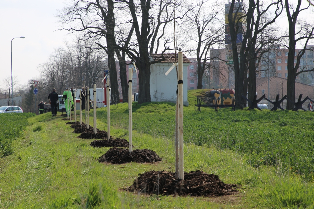  U Podlusk vznikla nová ovocná alej