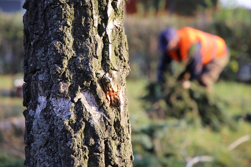  Záhájili jsme obnovu usychajících dřevin