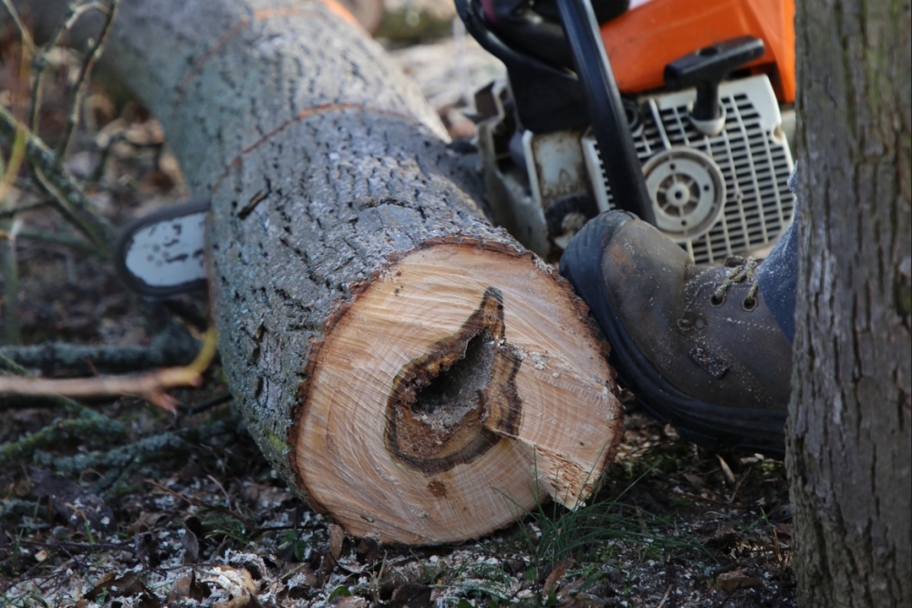  V parku Josefa Hory probíhá údržba zeleně